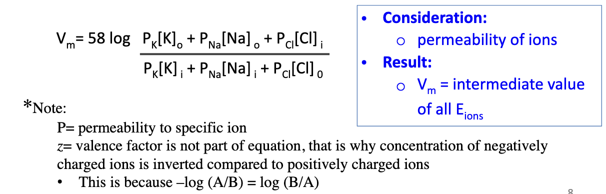 <p>Membranes are permeable to multiple ions (Na+, K+, Cl–), not just one. Vm reflects the combined effect of ion permeabilities.</p>