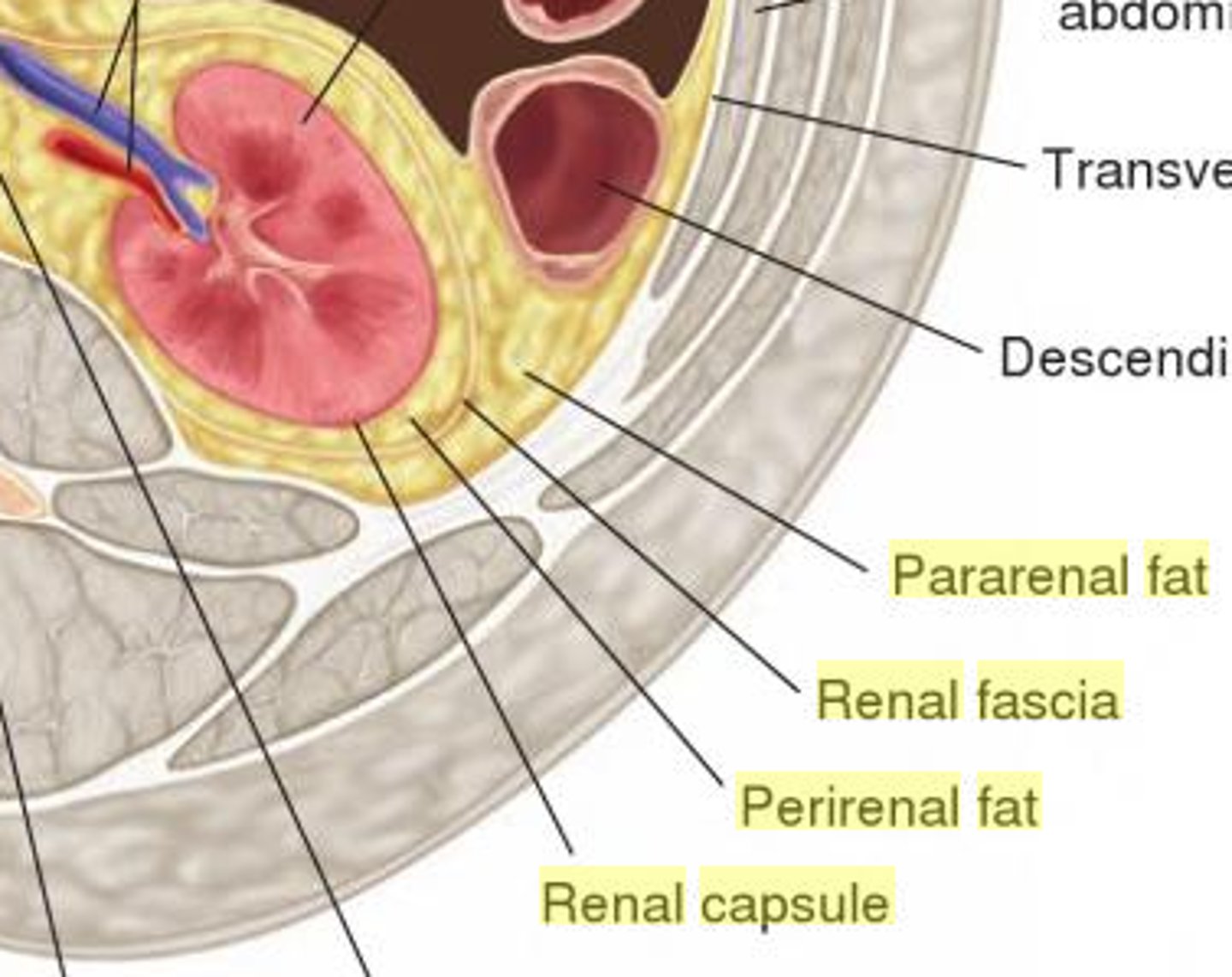 <p>1) renal fascia: outer layer of dense CT</p><p>2) perirenal fat capsule: fatty cushion</p><p>3) fibrous capsule: prevents infection</p>