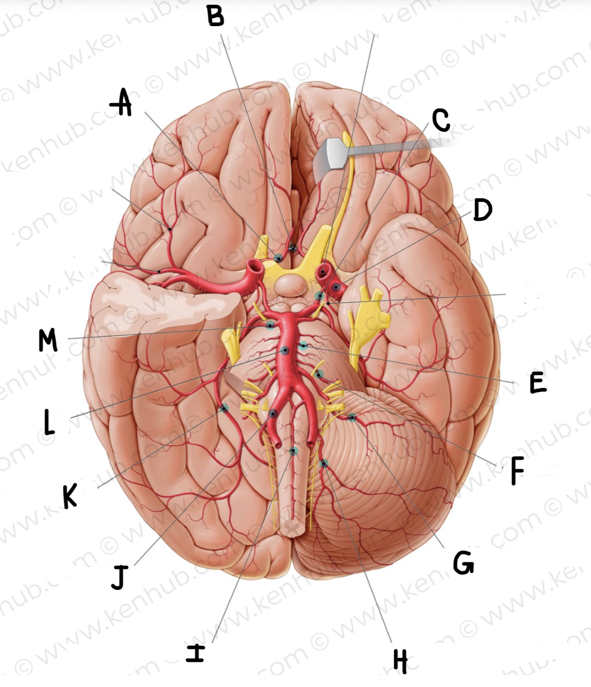 <p>What is the name of the artery labeled F?</p>