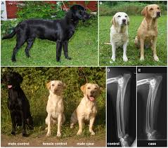 <ul><li><p>Puppies: normal at birth and then fail to thrive or gain weight. ± dull or lethargic</p></li><li><p><strong><u>Develop disproportionation dwarfism</u></strong></p><ul><li><p> large and broad heads, protruding tongues, square trunks and short limbs</p></li></ul></li><li><p>Persistence of puppy haircoat or alopecia</p></li></ul><p></p>