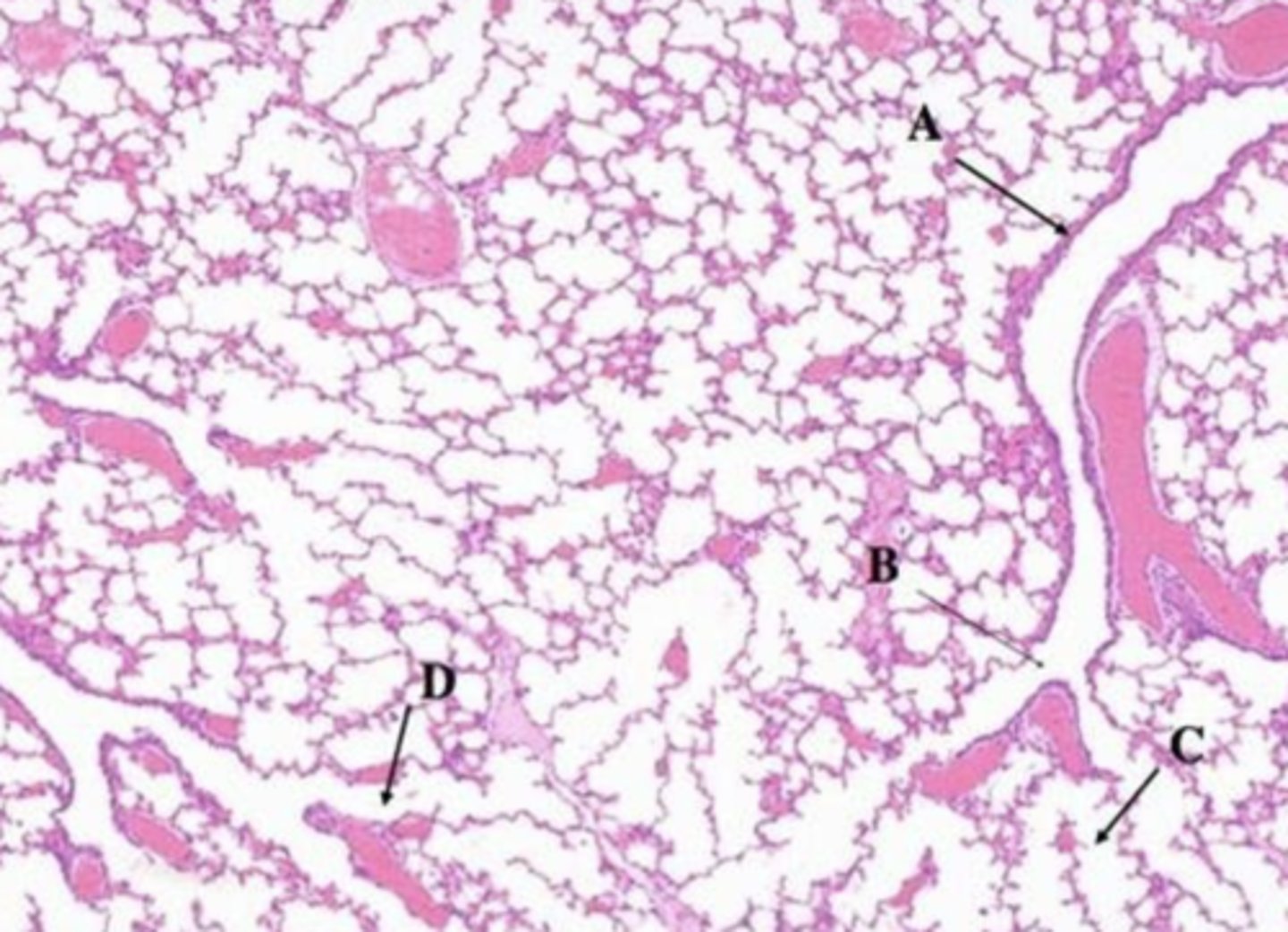 <p>what is this?</p>