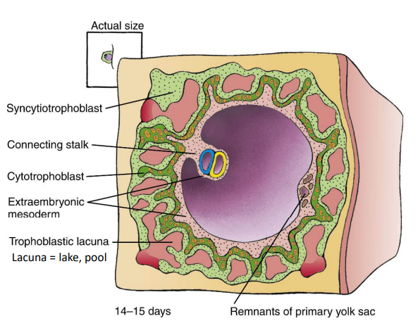 <p>On days 14-15, it develops from extraembryonic mesoderm.</p>