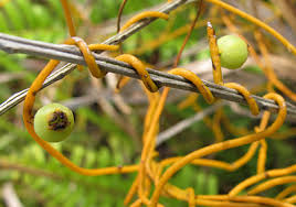 <p>parasitic vine, orange in color </p>