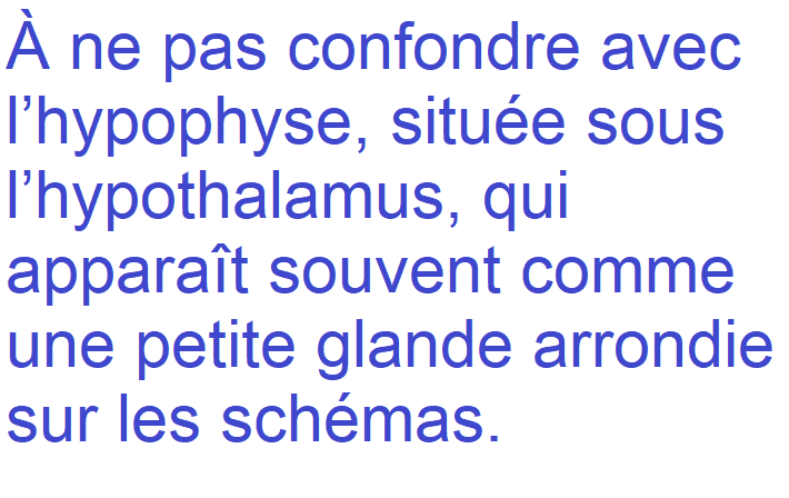 <p><span>épithalamus</span></p>