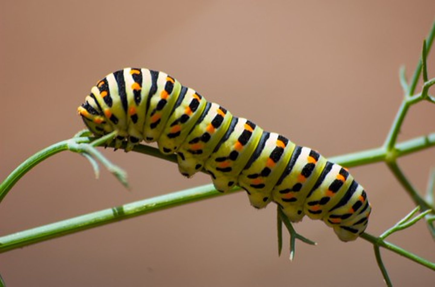 <p>worm</p>