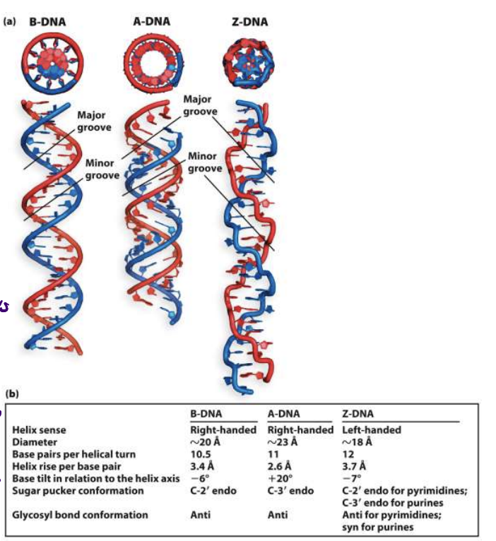 <ul><li><p>B-DNA: most common, right handed</p><ul><li><p>10.5</p></li></ul></li><li><p>A-DNA: favoured in solutions devoid of water, not sure if it exists in cells</p><ul><li><p>11</p></li></ul></li><li><p>Z-DNA: left handed, evidence that it is found in small stretches of DNA</p><ul><li><p>12</p></li></ul></li></ul>