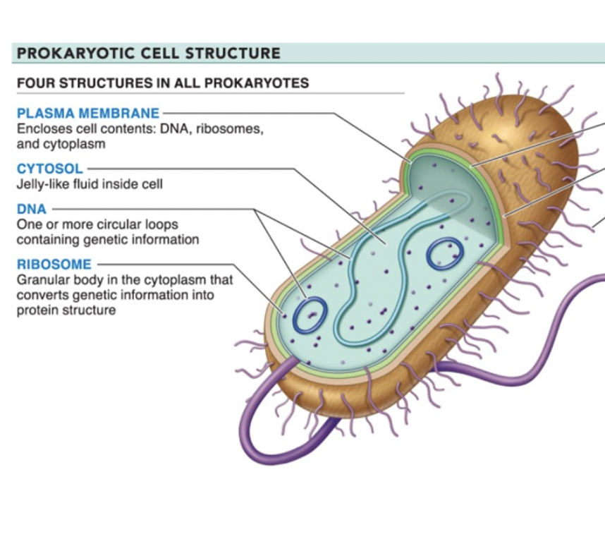<p>4 basic structural features of a prokaryote</p>