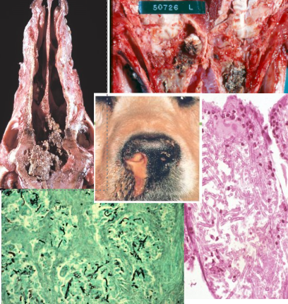 <p>Causative agent and describe the lesions</p>