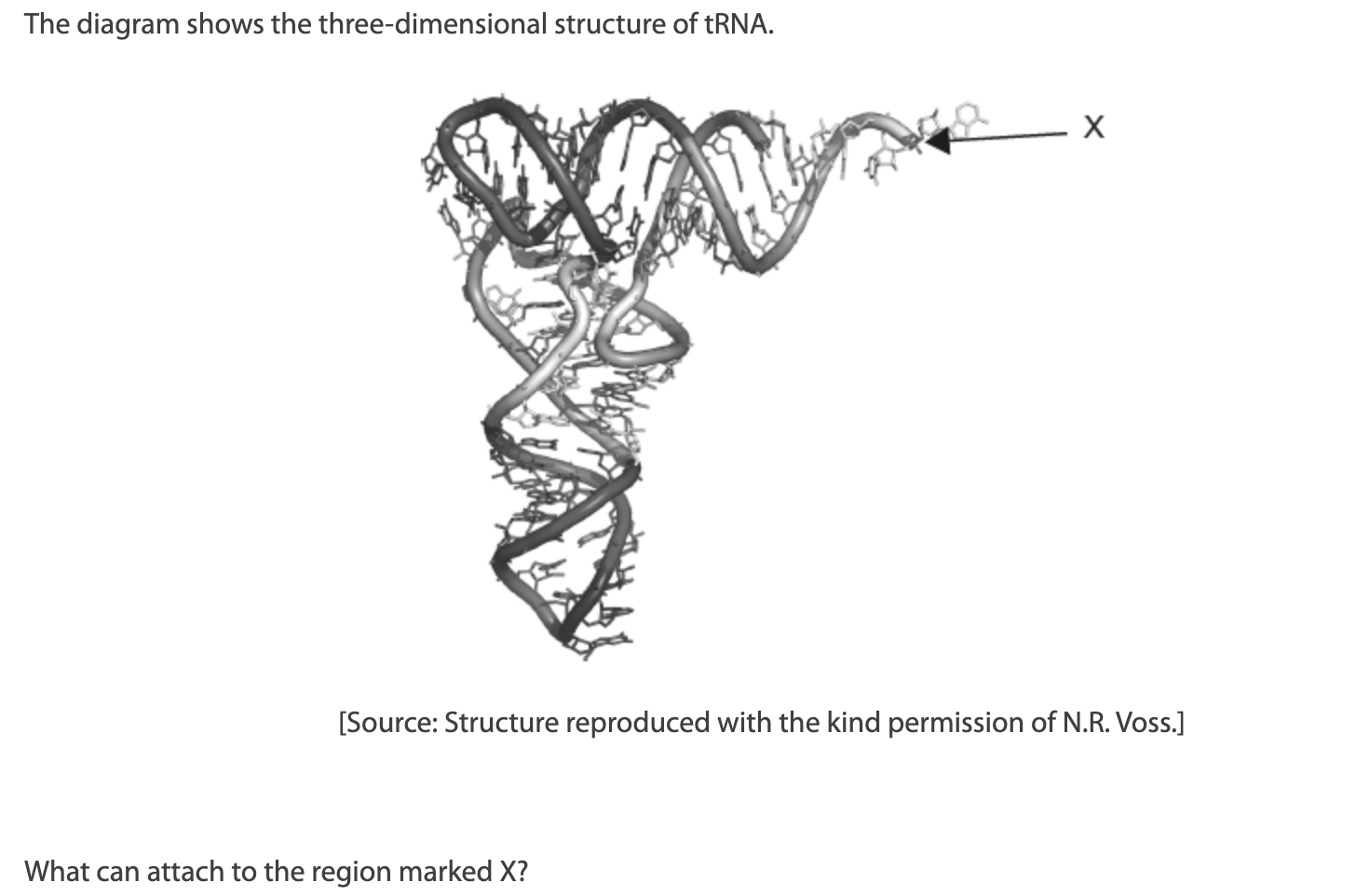 <p>What can attach to the region marked X?</p><p>A. mRNA</p><p>B. An amino acid</p><p>C. An anticodon</p><p>D. The P site of the ribosome</p>