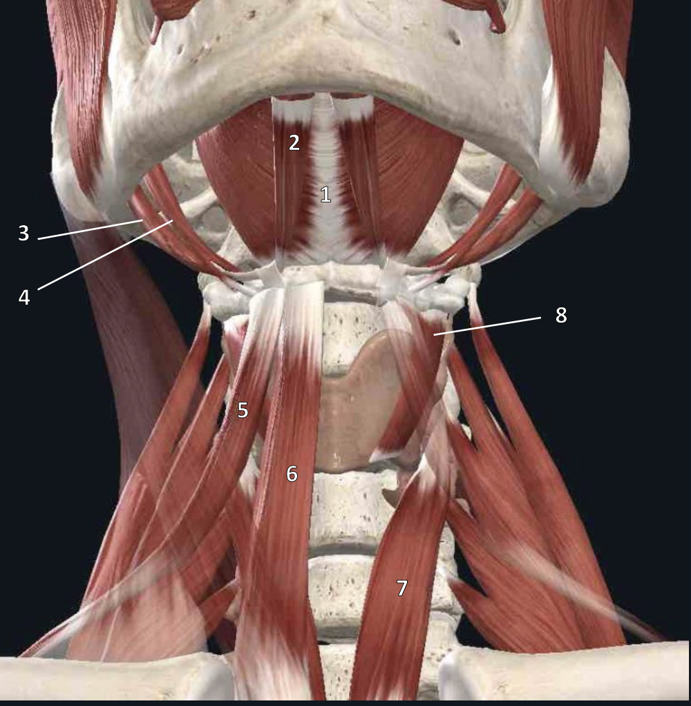 <p>name structure #3</p>