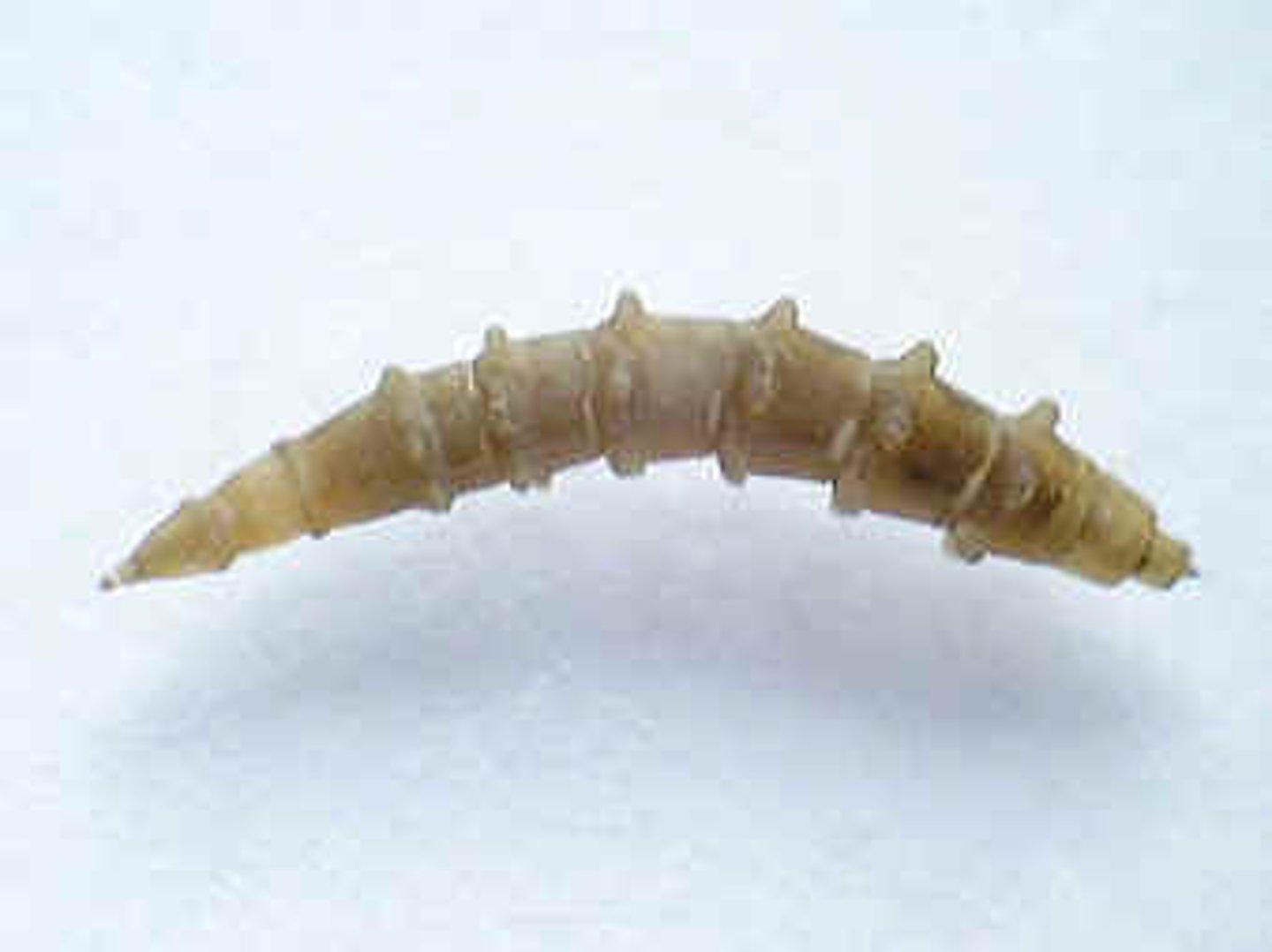 <p>small head, diptera</p>