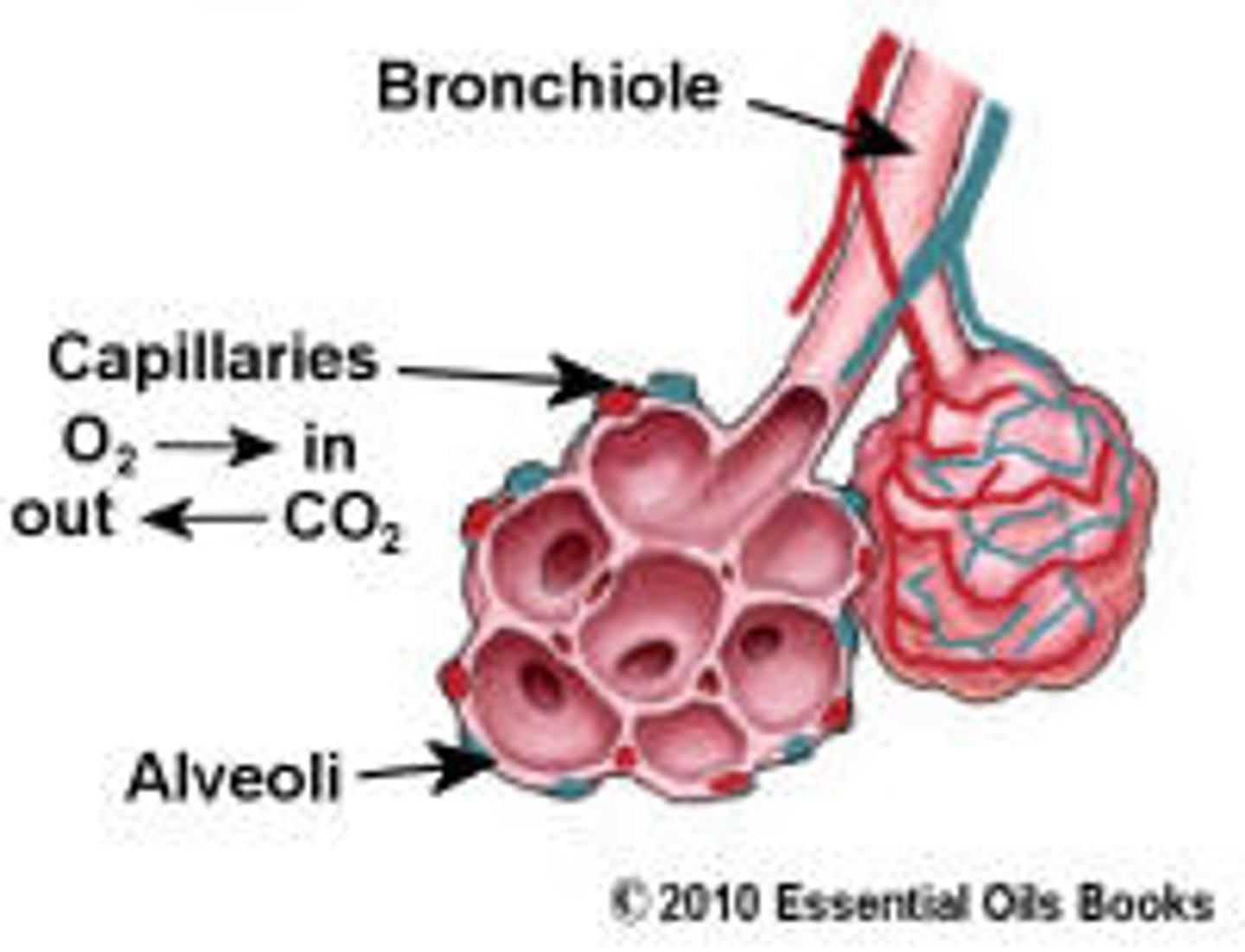 <p>The alveoli are specialised to maximise diffusion of oxygen and carbon dioxide.</p><p>- O₂ concentration is higher in the lungs than in the blood, so O₂ diffuses into blood</p><p>- CO₂ concentration in the blood s higher than in the lungs, so CO₂ diffuses out of blood</p>