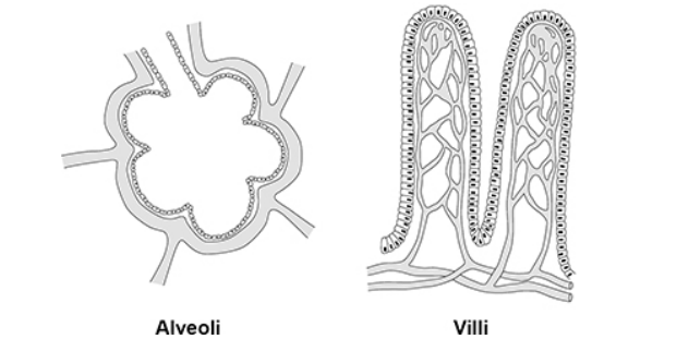 <p>The figure below shows some alveoli and some villi. Describe how the alveoli and the villi are adapted to increase absorption.</p>