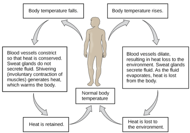 <ol><li><p>Body senses abnormal condition</p></li><li><p>Body sends signals to control system</p></li><li><p>Body responds</p></li><li><p>Body returns to normal</p></li><li><p>Original signal stops</p></li></ol>