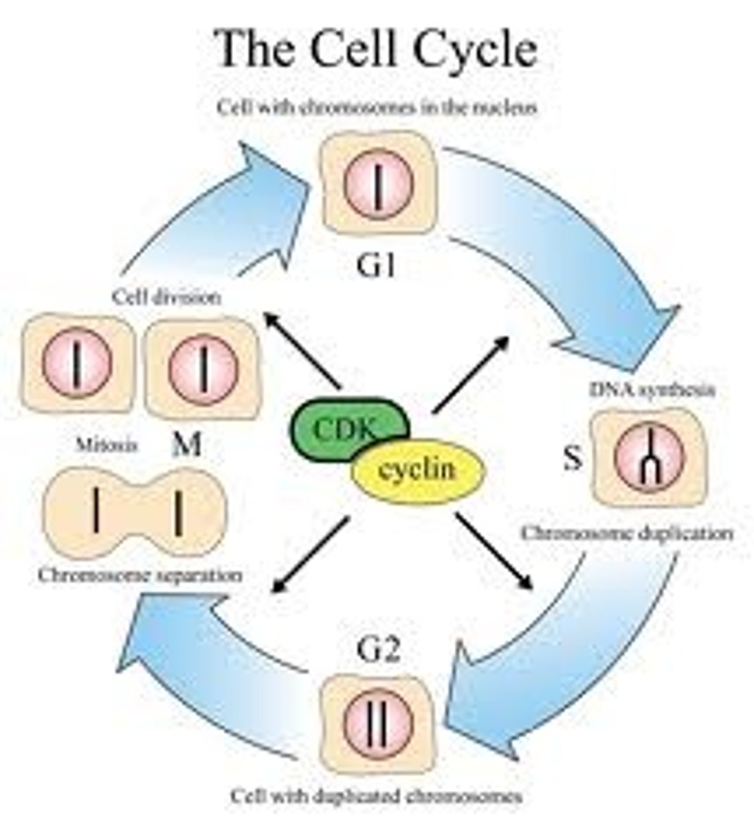 <p>- 1st gap phase</p><p>- cell is carrying out basic metabolic activity</p><p>- not preparing to divide</p><p>- longest stage</p>