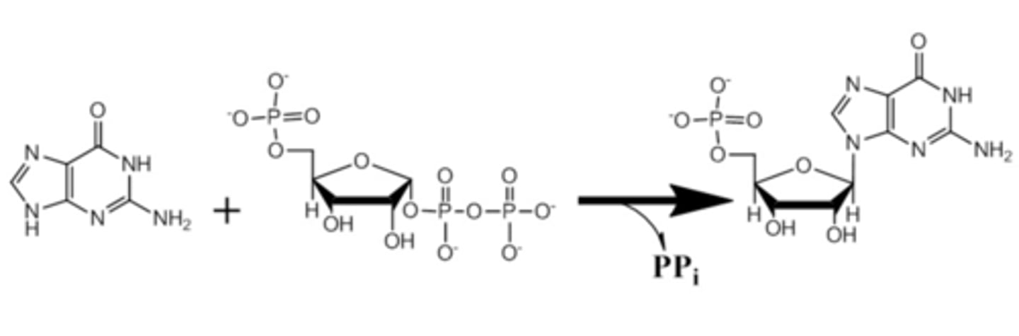 <p>If hypoxanthine/guanine phosphoribosyl transferase (HGPRT) activity is deficient, which of the following occurs to the levels of guanine and GMP?</p><p>a) GMP increases and guanine decreases</p><p>b) Guanine increases and GMP decreases</p><p>c) Guanine increases and GMP increases</p><p>d) Guanine decreases and GMP decreases</p><p>e) Guanine and GMP levels are unaffected</p>