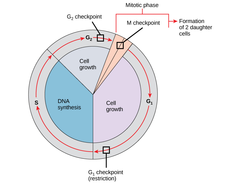 <ul><li><p>End of G1</p></li><li><p>End of G2</p></li><li><p>M during Metaphase</p></li></ul><p></p>