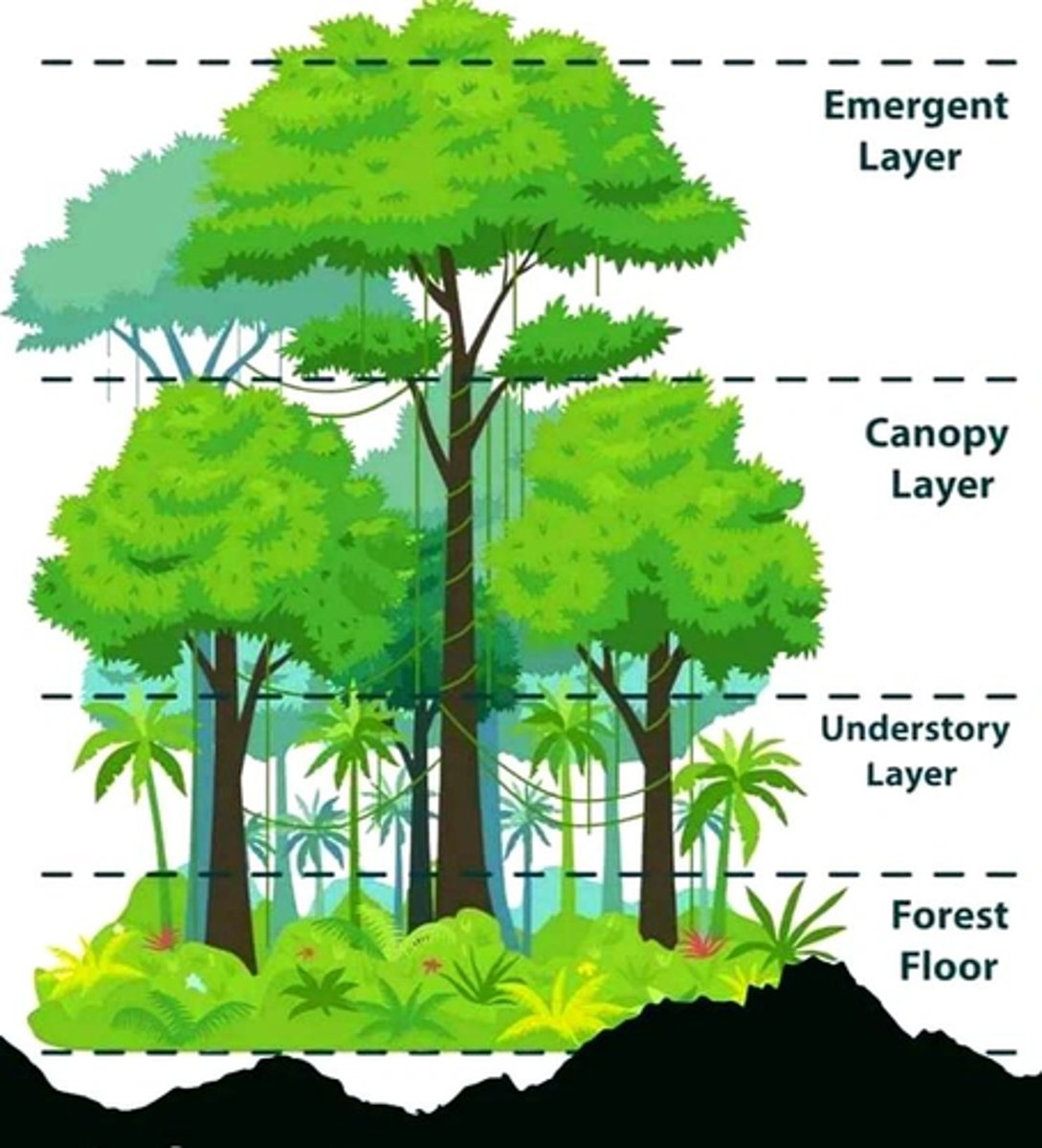 <p>tầng</p>