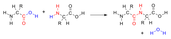 amide bond that joins two amino acids