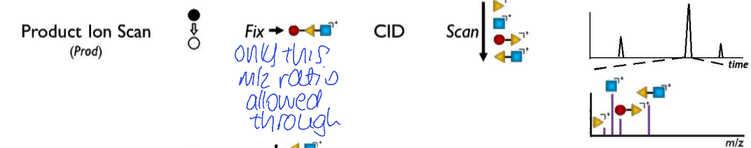 <p>only particular m/z ratio allowed through Q1</p><p>collision induced dissociation for q2</p><p>all allowed through Q3</p><ul><li><p>chromatogram - peaks due to compounds with precursor ion</p></li><li><p>all fragment ions of precursor ions </p></li></ul><p></p>