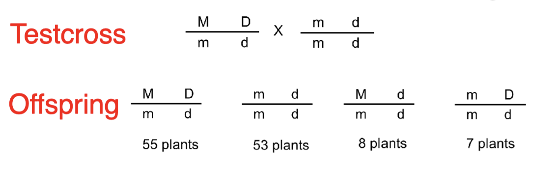 <p><span style="color: blue">You testcross two tomato plants and obtain</span><span style="color: blue"><br></span><span style="color: blue">the following results. What can you conclude</span><span style="color: blue"><br></span><span style="color: blue">about these genes?</span><span style="color: blue"><br></span><span style="color: blue">A. The genes are fully linked and no crossing over</span><span style="color: blue"><br></span><span style="color: blue">occurred</span><span style="color: blue"><br></span><span style="color: blue">B. The genes are somewhat linked but some</span><span style="color: blue"><br></span><span style="color: blue">crossing over occurred</span><span style="color: blue"><br></span><span style="color: blue">C. The genes are unlinked and assort independently</span><span style="color: blue"><br></span><span style="color: blue">D. The genes are linked and assort independently</span></p>