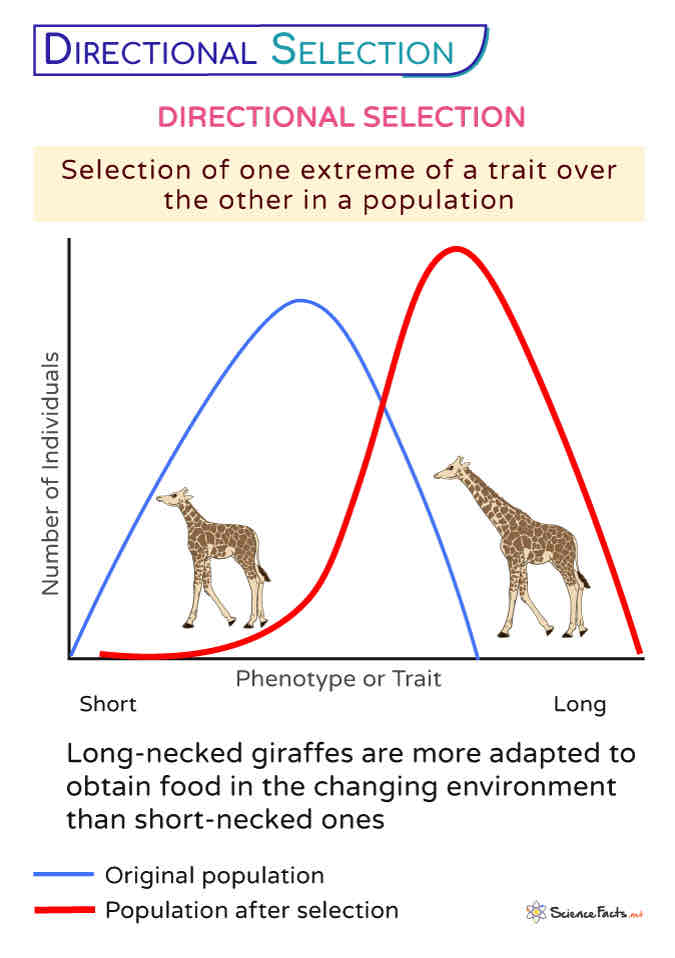 <p>extreme change in phenotype in one direction away from the average (mean) due to environmental changes </p>