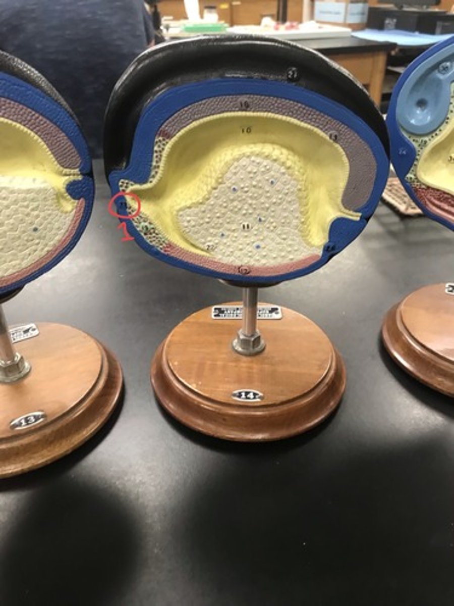 <p>For the following model, give the following:</p><p>1) stage of embryonic development</p><p>2) structures in numerical order</p>