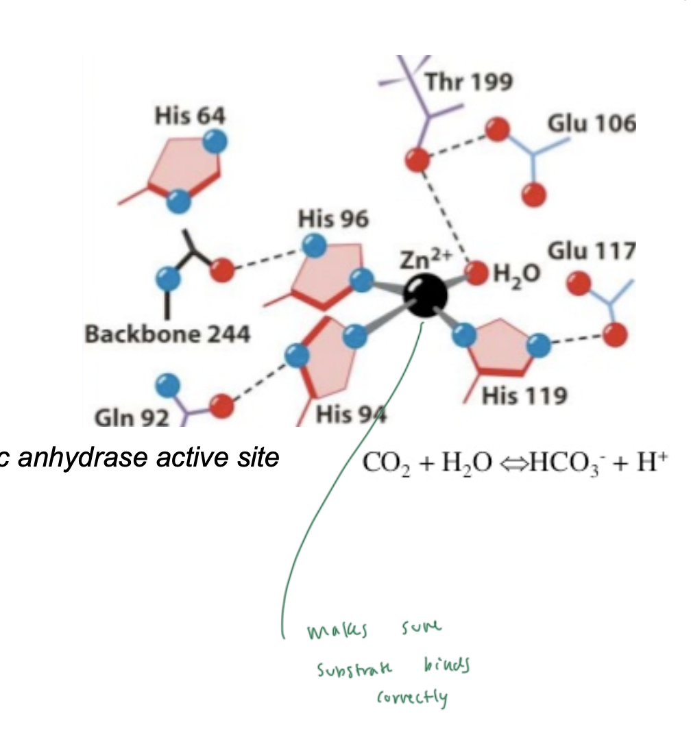 <ul><li><p>when there is a coenzyme-like metal ion bound to the enzyme, which interacts with the substrate to facilitate binding of the substrate to the enzyme</p></li><li><p>metal ions help:</p><ul><li><p>orient substrate for rxn</p></li><li><p>stabilize neg charges (since they’re often pos)</p></li><li><p>mediate redox reactions (keep other ions in certain charges)</p></li></ul></li></ul><p></p>
