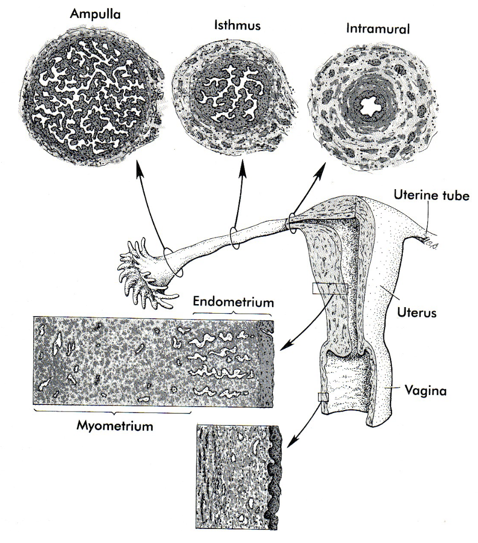 How long does rapid phase through the isthmus and into the uterus