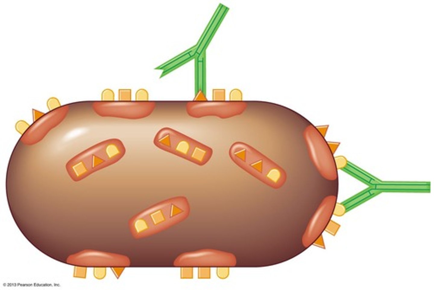 <p>Specific part of an antigen that an antibody binds.</p>