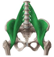 <p>O: transverse process &amp; bodies of T12-L5 &amp; iliac fossa</p><p>I: lesser trochanter</p><p>A: flex thigh</p>