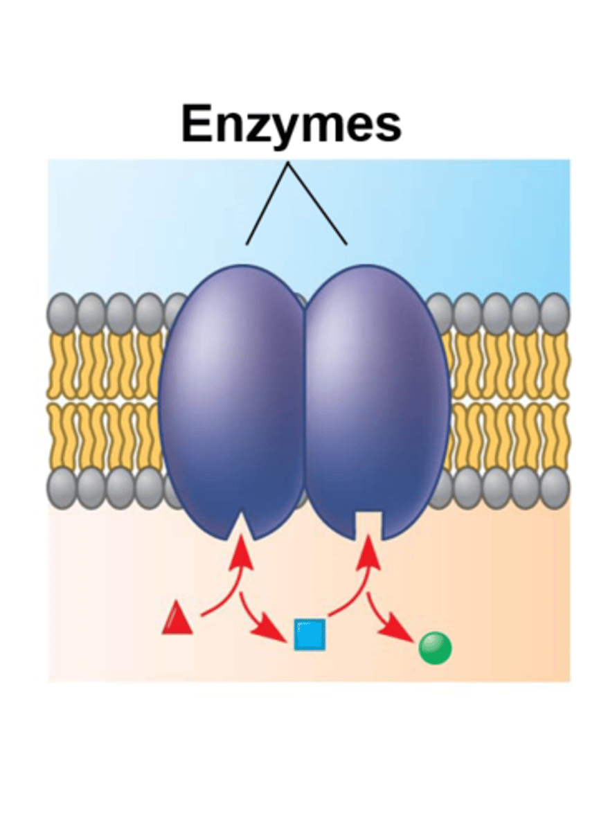 <p>1 type of membrane protein function. Proteins are built into the membrane may be an enzyme with its active site exposed to substances in the adjacent solution. Sometimes molecule enzymes are organized as a team that carries out multiple steps of a metabolic process.</p>