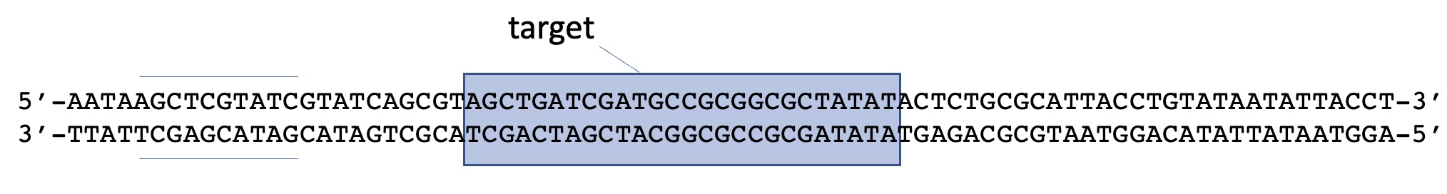Take a look at the DNA sequence above, which of the sequences below could you order that could work to amplify the target by PCR, as the left-hand member of a pair?