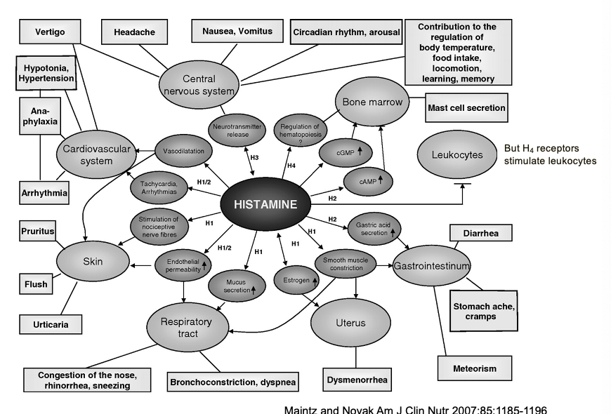 <ul><li><p>H<sub>4</sub> receptors <u>stimulate</u> leukocytes</p></li><li><p>CNS</p><ul><li><p>primary function = regulation of fundamental brain processes</p></li></ul></li><li><p>CV</p><ul><li><p>major effects = vascular and cardiac responses</p></li></ul></li><li><p>skin</p><ul><li><p>classic allergic manifestations = vasodilation, sensory effects, inflammatory responses</p></li></ul></li><li><p>respiratory tract</p><ul><li><p>airway responses = secretory effects; muscle effects</p></li></ul></li><li><p>GI system</p><ul><li><p>digestive effects = secretory function, motility effects</p></li></ul></li><li><p>reproductive system</p><ul><li><p>uterine effects = smooth muscle contraction</p></li></ul></li><li><p>hematopoietic system </p><ul><li><p>immune cell regulation = bone marrow effects, cGMP/cAMP modulation</p></li></ul></li></ul><p></p>