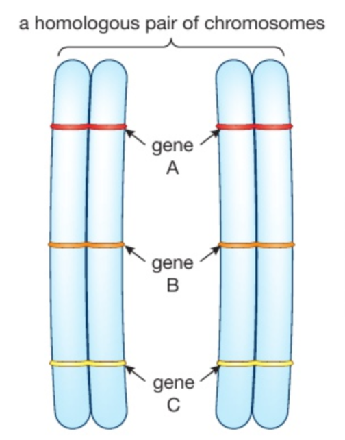 <p>46 chromosomes<br>Homologous pairs</p>