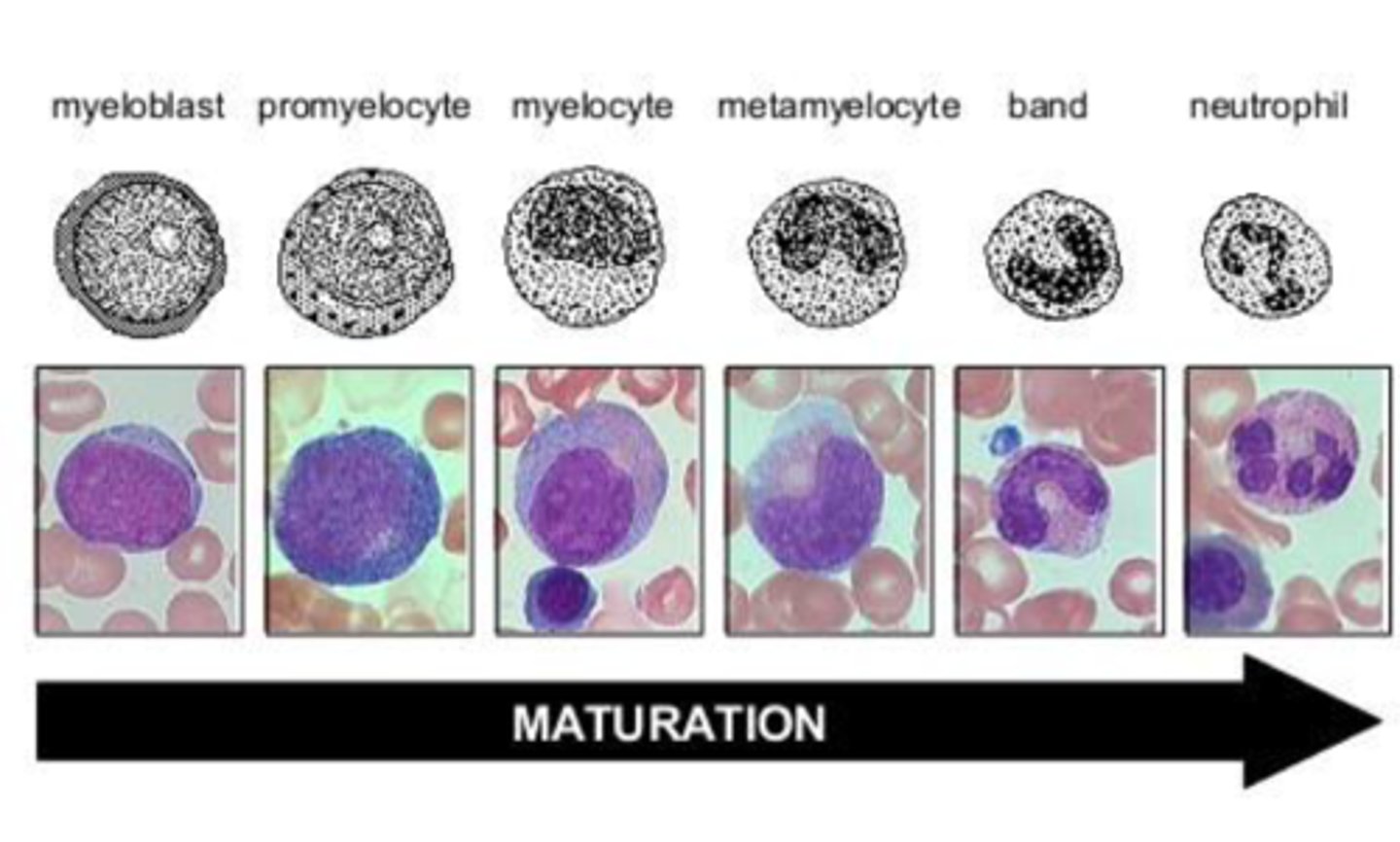 <p>bm cells actively making neutrophils</p>