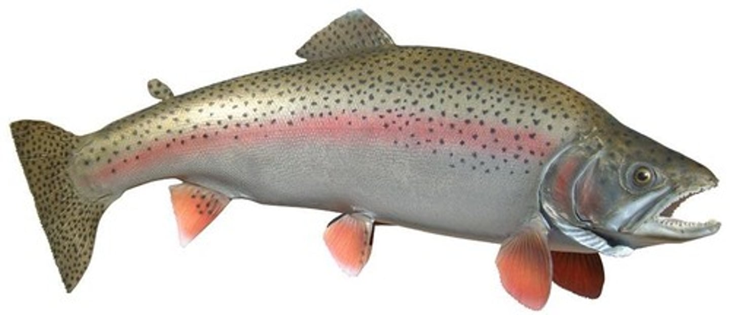 <p>the fish</p>