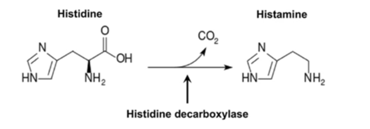 <p>histamine is formed by decarboxylation of the essential amino acid histidine,</p><p>catalyzed by the enzyme L-histidine decarboxylase</p>