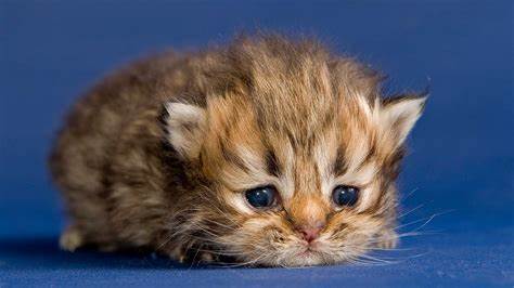 <p>die Katze, -n</p>