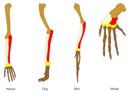 <p><span><u>Homologous structures: </u>share a common ancestry, resulting in similar structures with potentially different functions. (bones in animals that have different functions, ex; humans, bats and whales)&nbsp;</span></p>