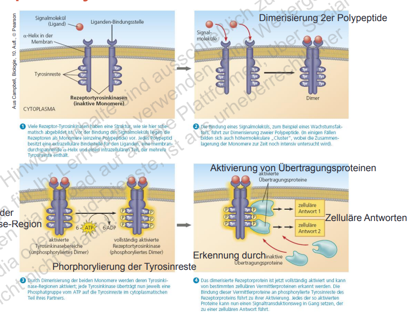 <p>Tyrosinkinase Rezeptoren </p>