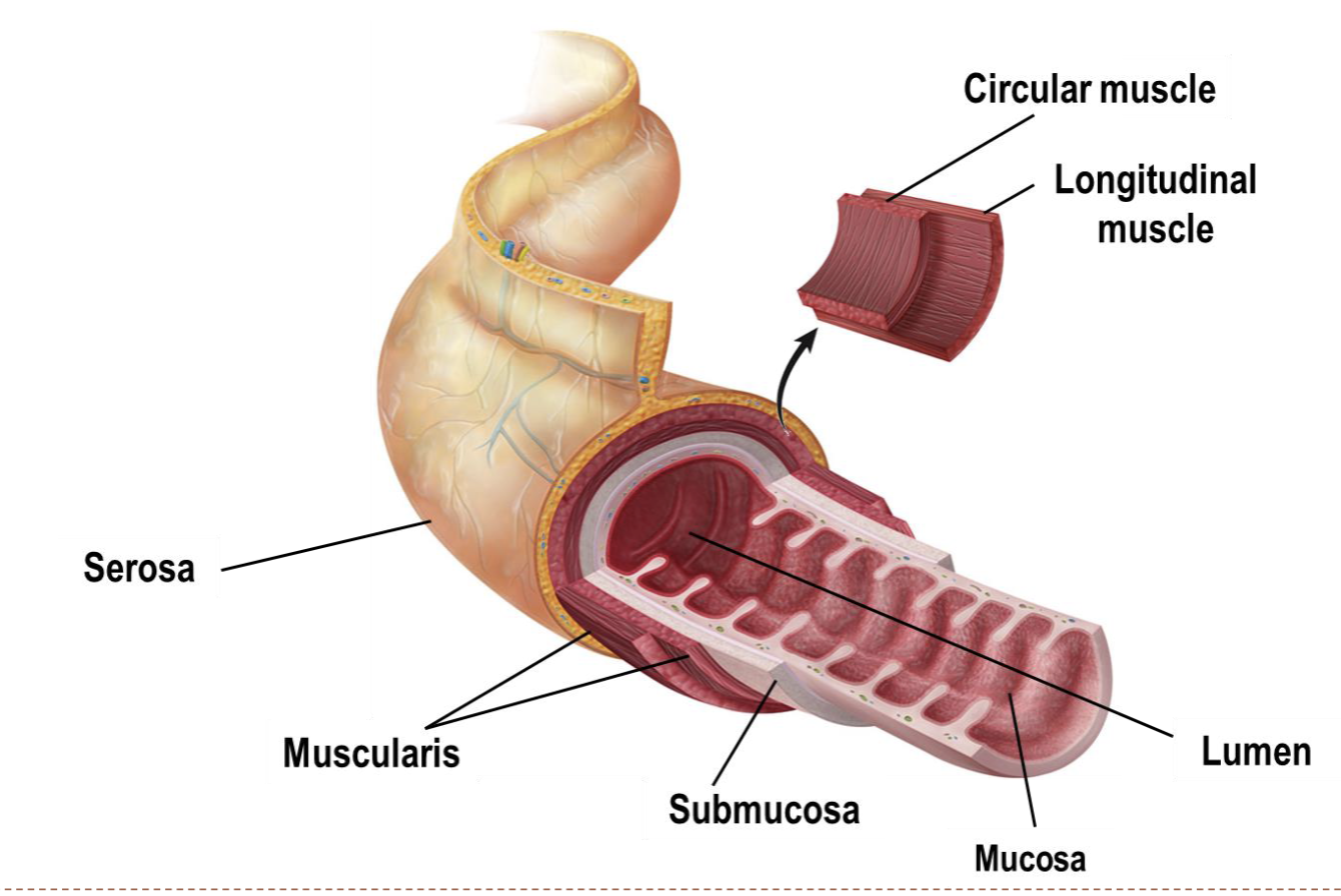 <ul><li><p>serosa</p></li><li><p>muscularis</p><ul><li><p>circular muscle</p></li><li><p>longitudinal muscle</p></li></ul></li><li><p>submucosa</p></li><li><p>mucosa</p></li><li><p>lumen</p></li></ul>