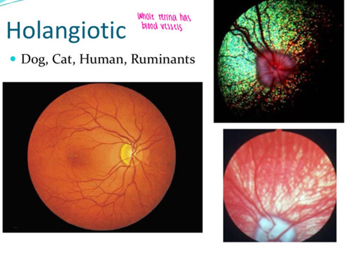 <p>Whole retina has blood vessels. Dogs, cats, humans, ruminatns</p>