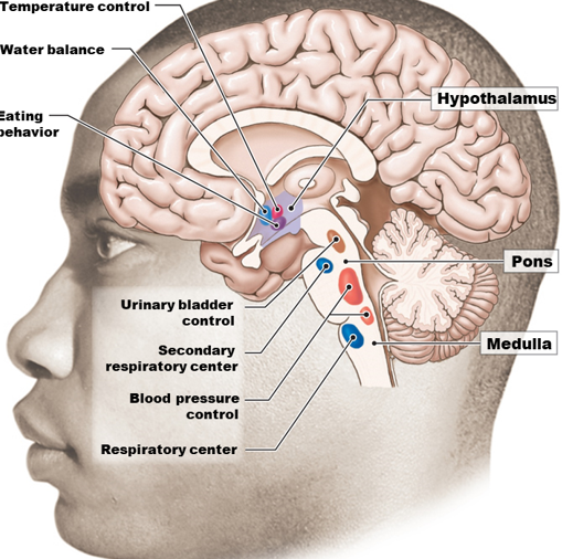 <p>What responses do hypothalamic and Somatic/Visceral sensory neurons?</p>