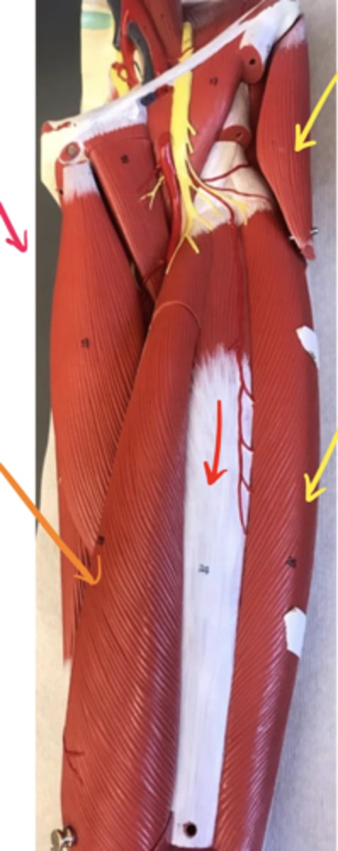 <p>ID the structure of the red arrow (the one directly on the surface of the model) and its innervation.</p>