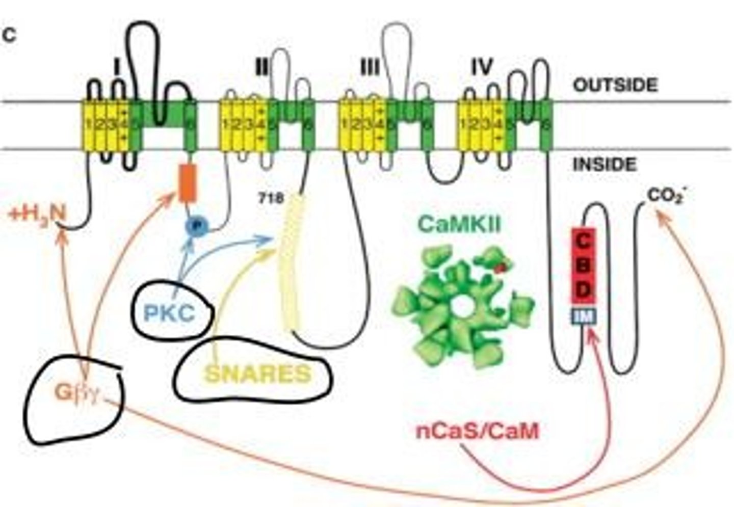 <p>To allow calcium ions to enter the cell in response to membrane depolarization, facilitating neurotransmitter release.</p>