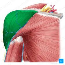 <p>Function: Abduction of shoulder</p><p>Exercise: Shoulder press</p><p>Stretch: Cross body stretch</p>