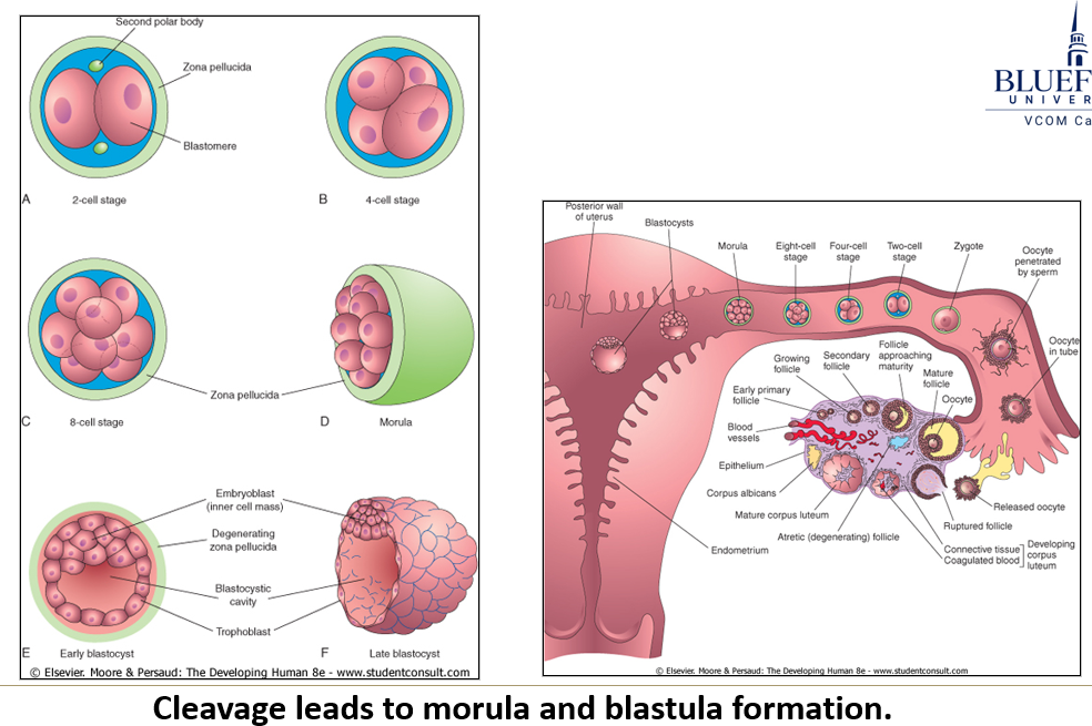 <p>A series of <strong>repeated cell divisions</strong> that occurs as the <strong>zygote</strong> travels down the <strong>oviduct</strong>.</p>