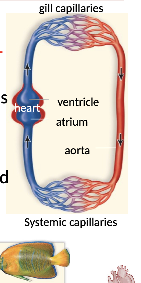 <ul><li><p><span style="font-family: sans-serif">Heart has one atrium and one ventricle</span></p></li><li><p><span style="font-family: sans-serif">Ventricle sends oxygen poor blood to gills</span></p></li><li><p><span style="font-family: sans-serif">Oxygen is picked up at gills and sent through body</span></p></li><li><p><span style="font-family: sans-serif">Body capillaries receive oxygen rich blood</span></p></li><li><p><span style="font-family: sans-serif">Blood returns to atrium then ventricle then back to gills</span></p></li><li><p><span style="font-family: sans-serif">Blood is under reduce pressure after leaving gills</span></p></li><li><p><span style="font-family: sans-serif">Ex: Fish</span></p></li></ul>