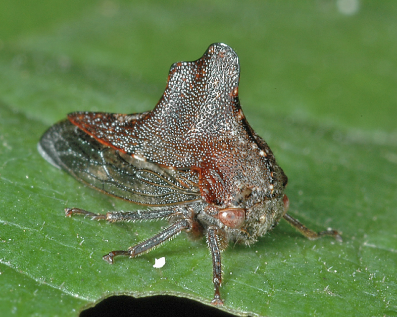 <p>unique pronotum shapes, wide range and diversity</p>